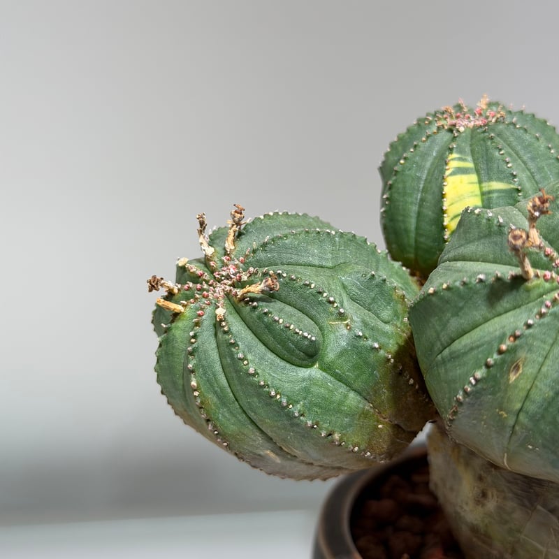 ユーフォルビア オベサ 梵天 斑入 モンスト | MEGASHEEP