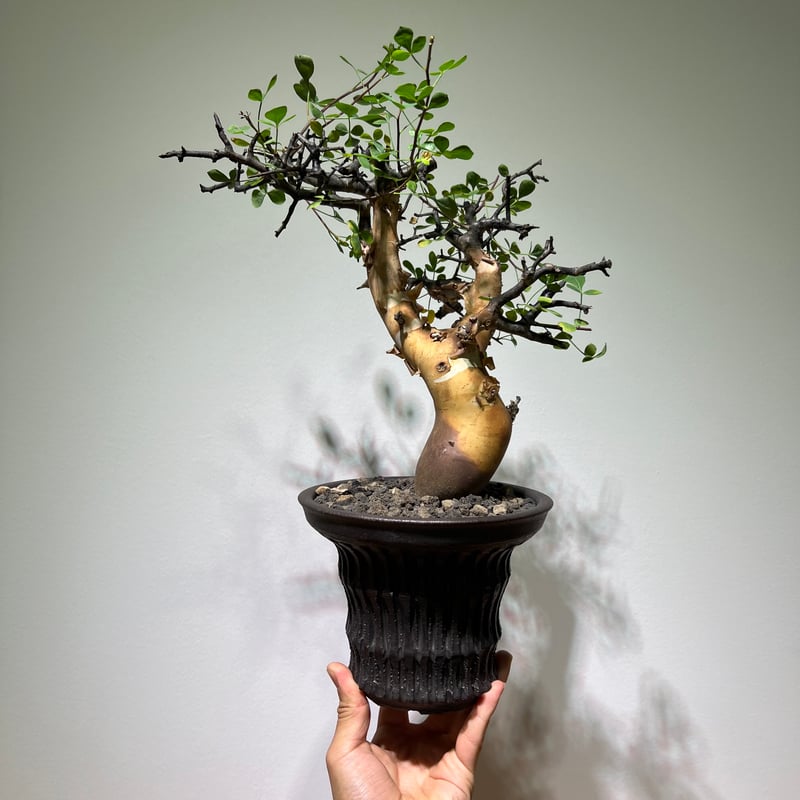 コミフォラ カタフ ピュア | MEGASHEEP