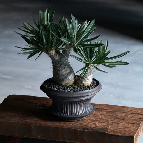 小野瀬一 | STORES