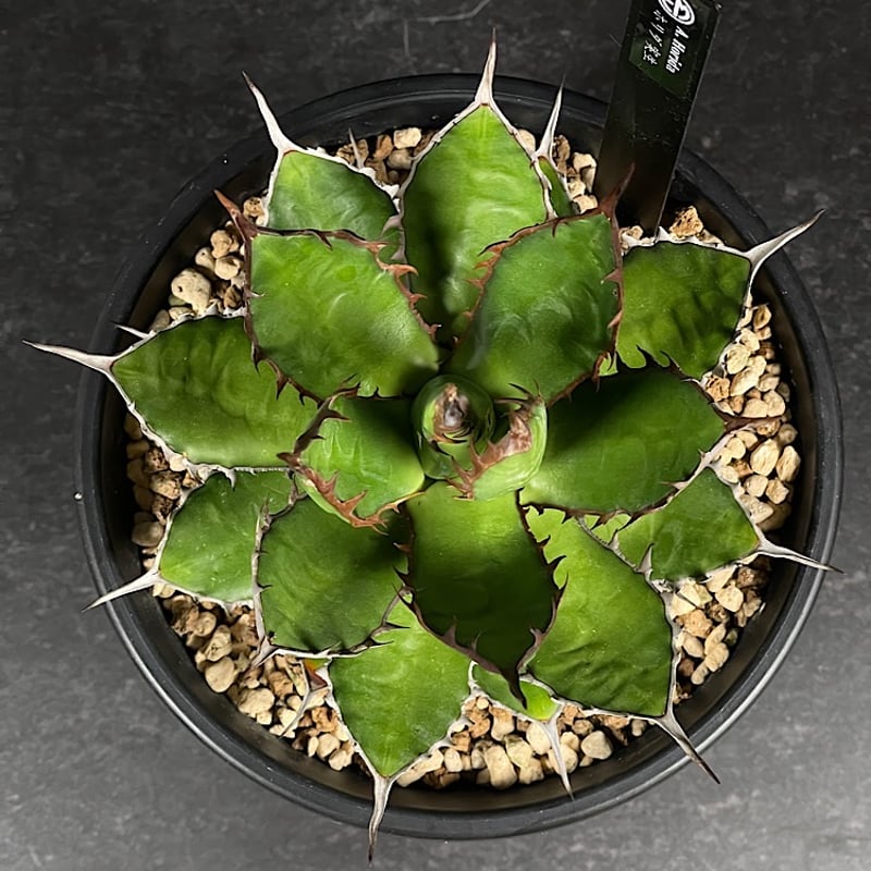 アガベ ホリダ 実生 短葉 選抜個体 「Agave Horida」 AG1-838 | EM