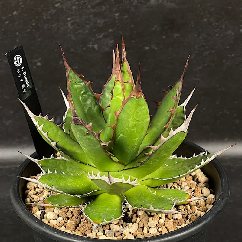 アガベ ホリダ 実生 短葉 選抜個体 「Agave Horida」 AG1-838 | EM