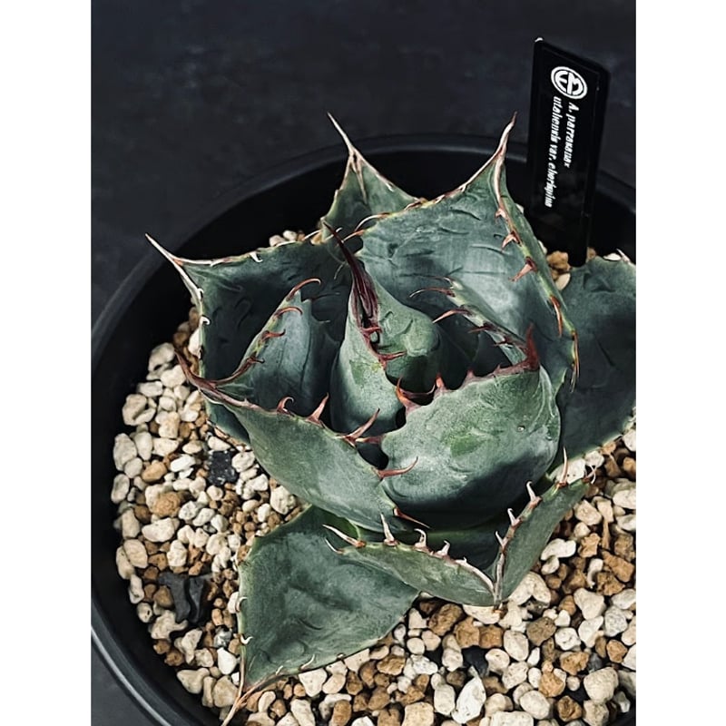 アガベ ハイブリッド パラサナ エボリスピナ パライシ モンタナ