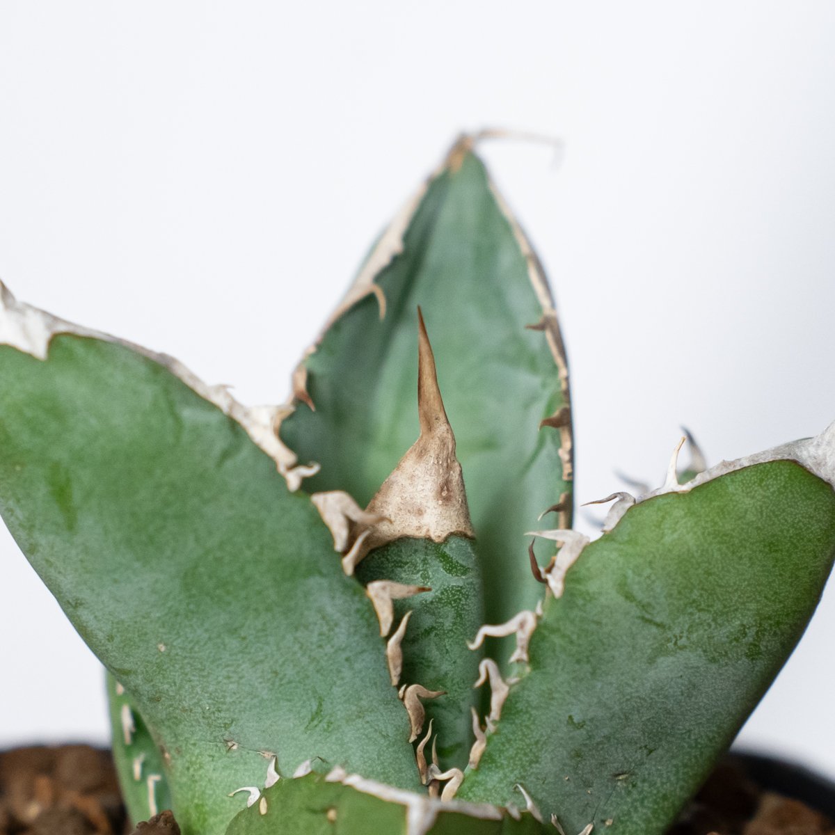 アガベ チタノタ 大白鯊 ホオジロザメ TC株 Agave titanota great w