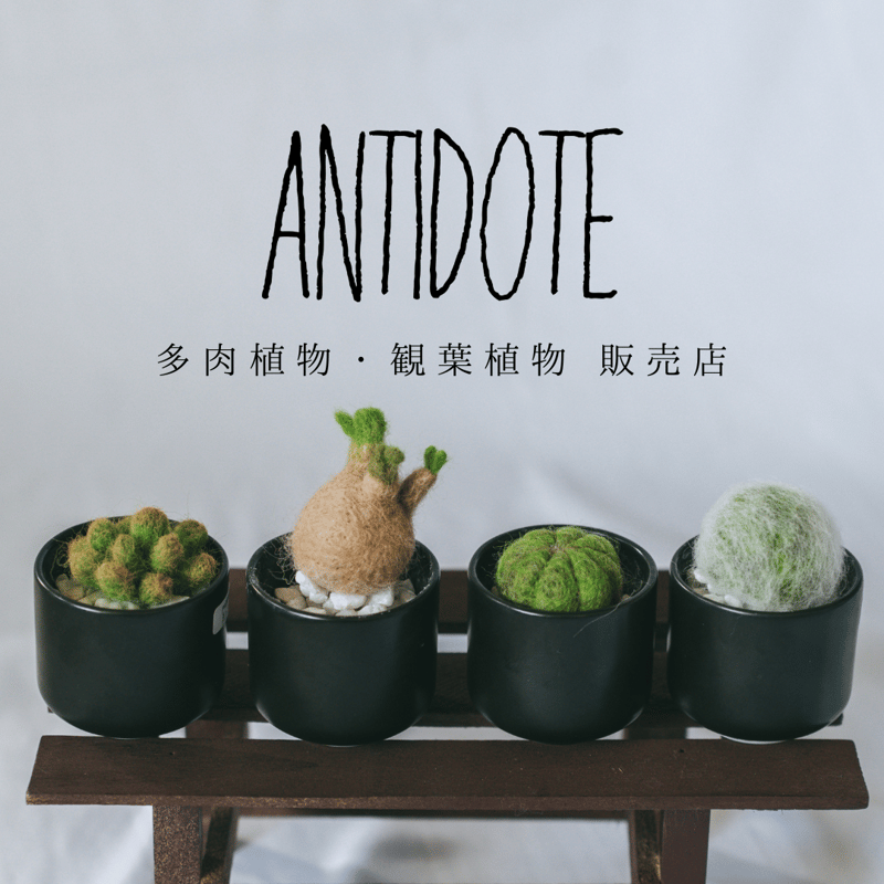 エキノカクタス 白刺翠平丸 実生 美株 Echinocactus horizonthaloni