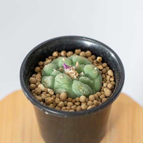 ロフォフォラ銀冠玉 | STORES