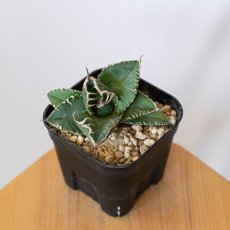 アガベ チタノタ 悪魔くん【発根管理中】TC株 Agave titanota 多肉植物