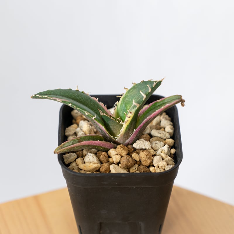 アガベ チタノタ 白鯨 白鯨錦 白覆輪 TC株 Agave titanota White Wh