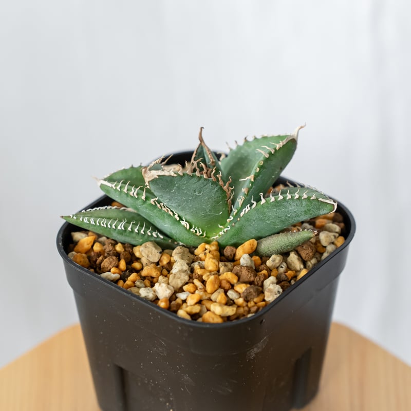 アガベ チタノタ 悪魔くん【発根管理中】TC株 Agave titanota 多肉植物