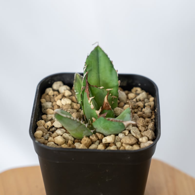 アガベ チタノタ 白犀牛 シロサイ TC株 Agave titanota White Rhin