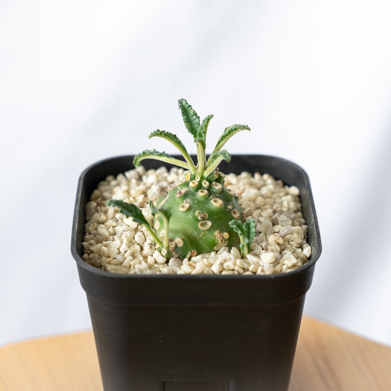 ドルステニア ラブラニー Dorstenia Dorstenia lavrani 塊根植物 多