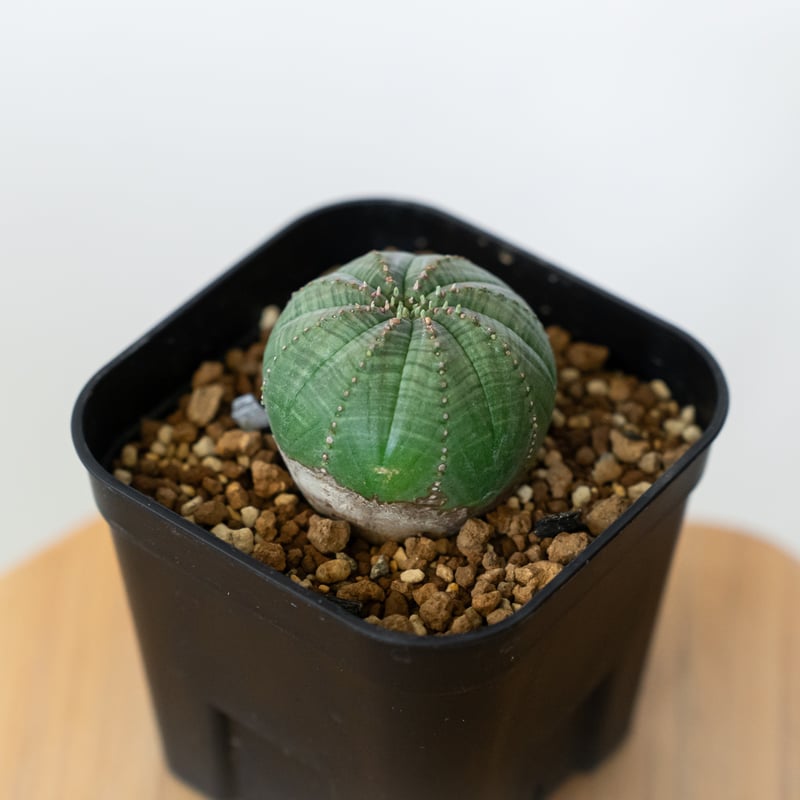 ユーフォルビア オベサ 実生 Euphorbia obesa 多肉植物 珍奇植物 静岡