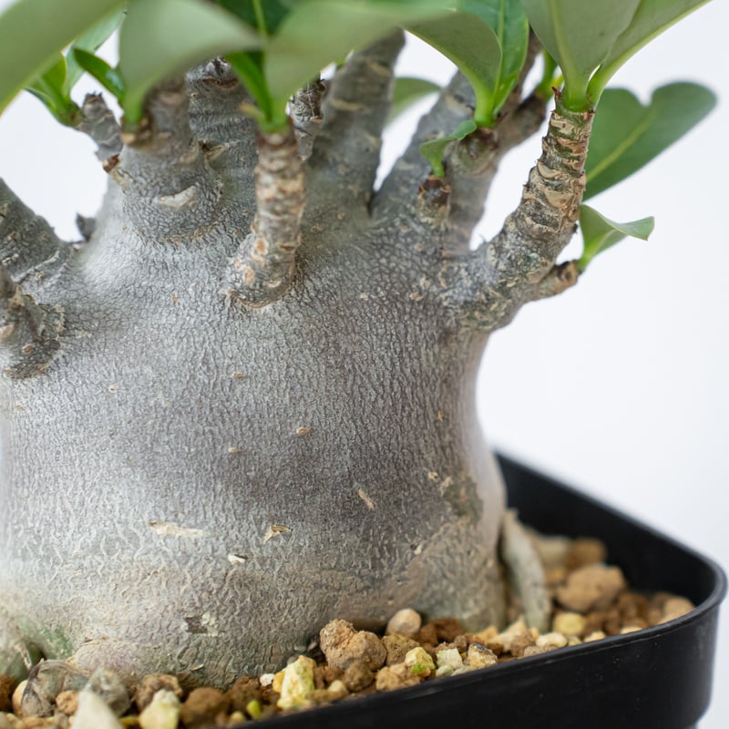 アデニウム アラビカム ブラックスキン 美株 Adenium Arabicum Black S