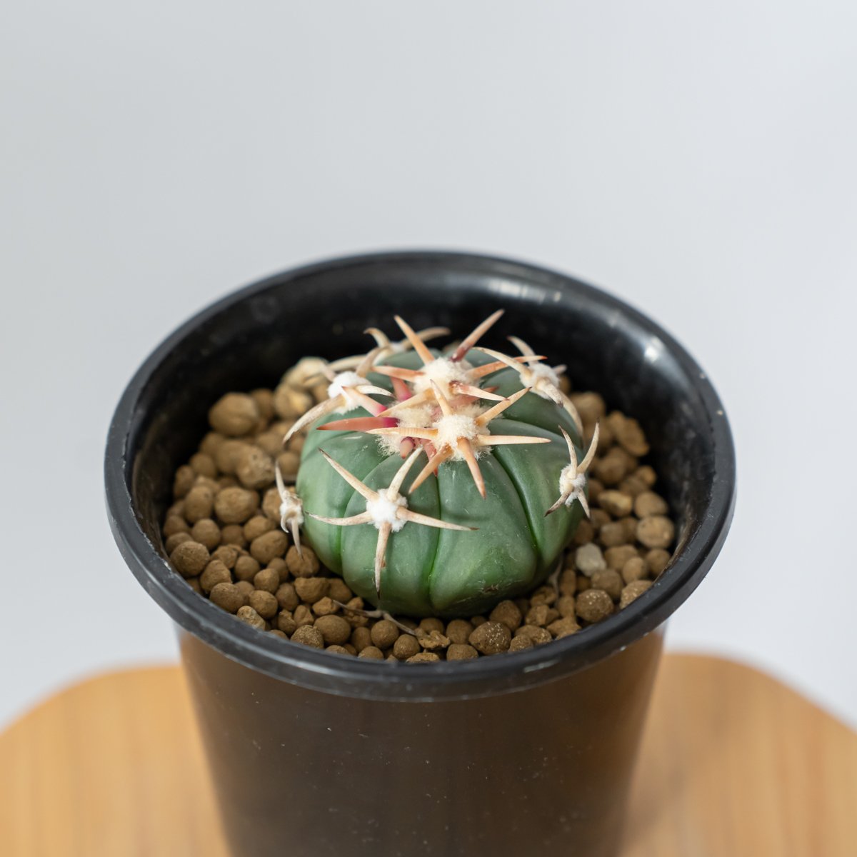 エキノカクタス 白刺翠平丸 実生 美株 Echinocactus horizonthaloni