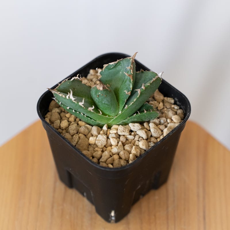 アガベ チタノタ 氷雹【発根管理中】TC株 Agave titanota HYO ブツブツ