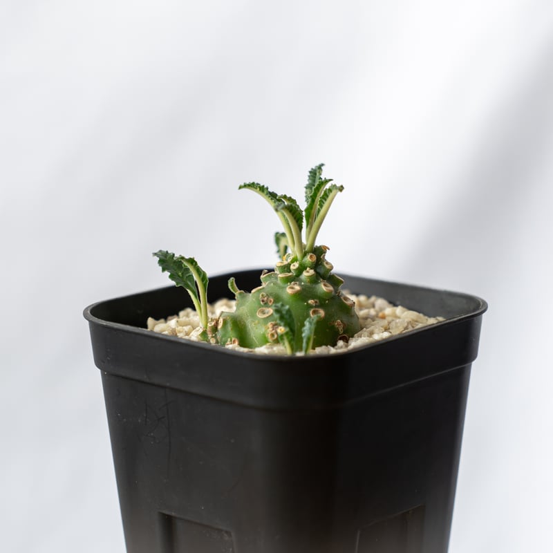 ドルステニア ラブラニー Dorstenia Dorstenia lavrani 塊根植物 多