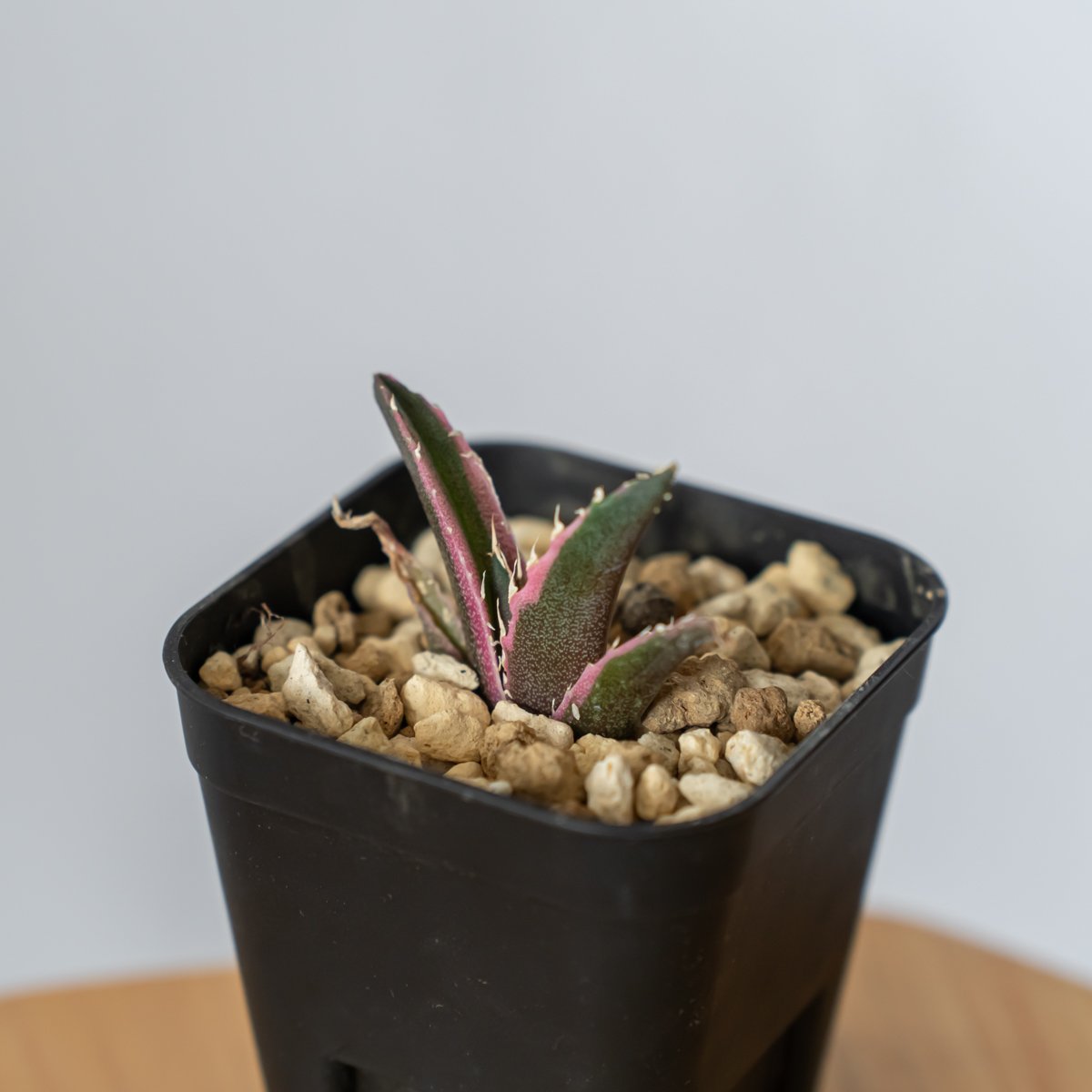 アガベ チタノタ 白鯨 白鯨錦 白覆輪 Agave titanota White Whale