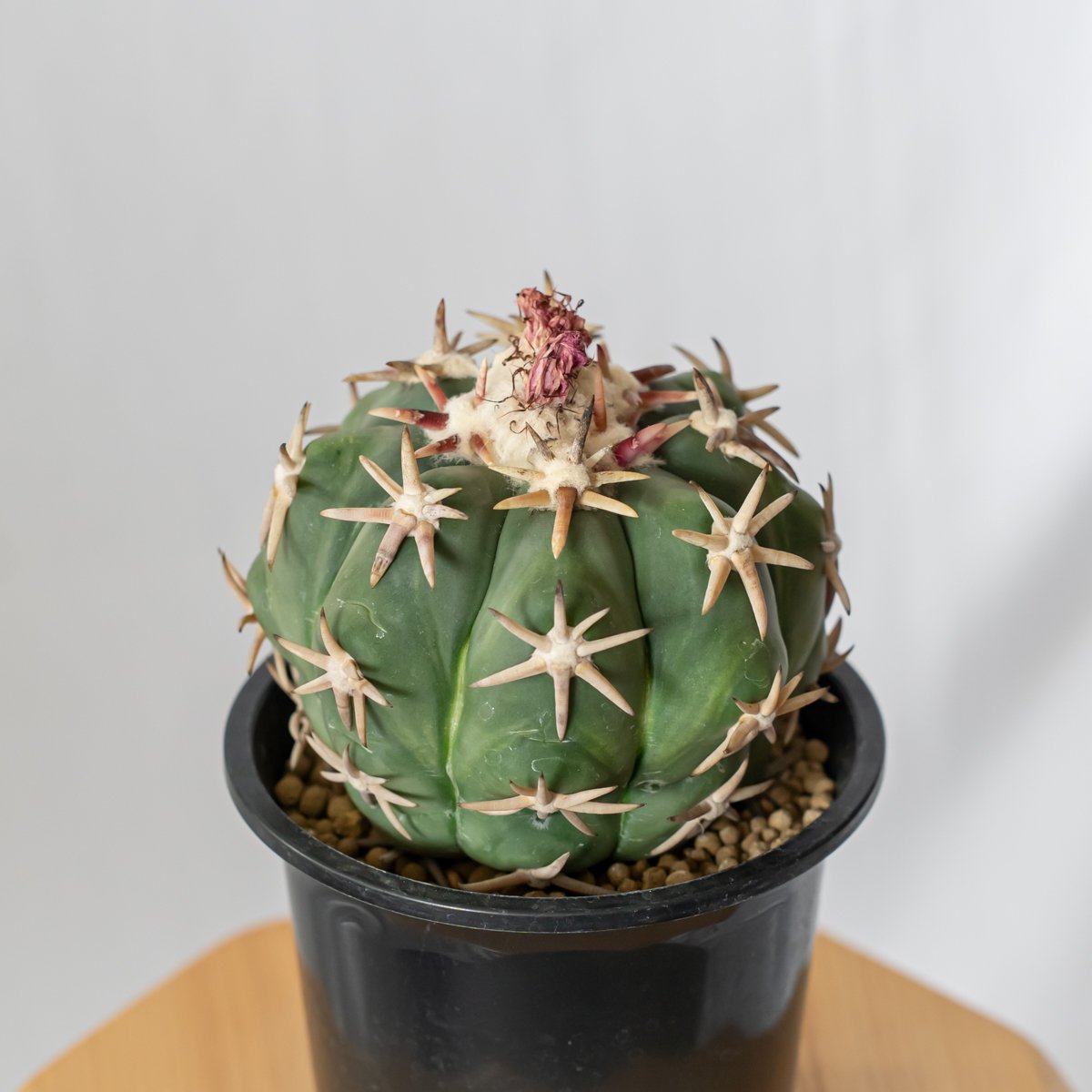 エキノカクタス 白棘翠平丸 接ぎおろし Echinocactus horizonthaloni