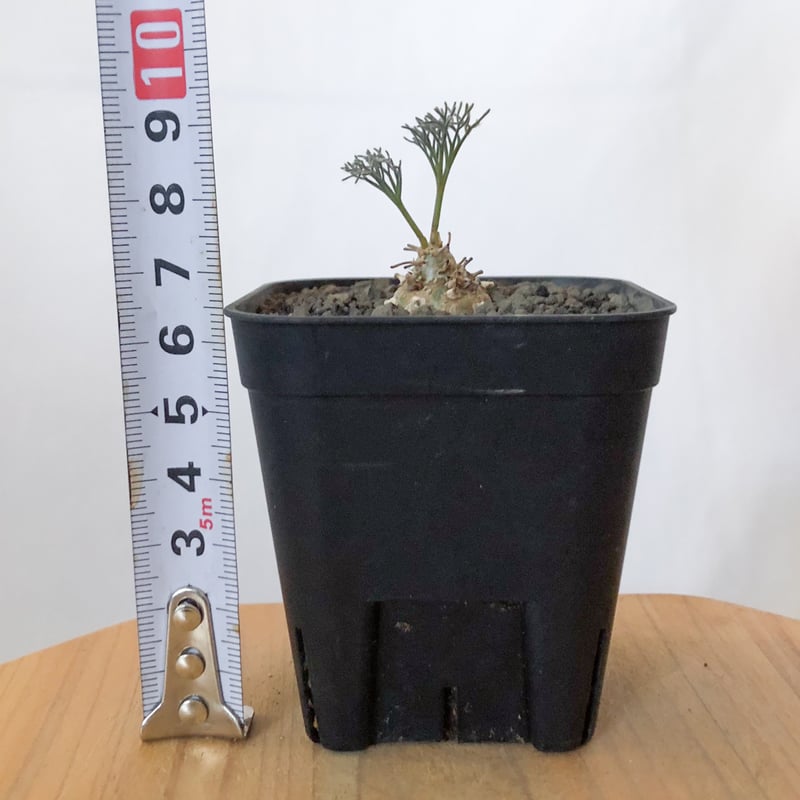 モンソニア ペニクリナム 実生 Monsonia peniculinum サルコカウロン