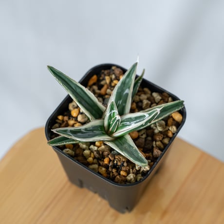 アガベ氷山 | STORES