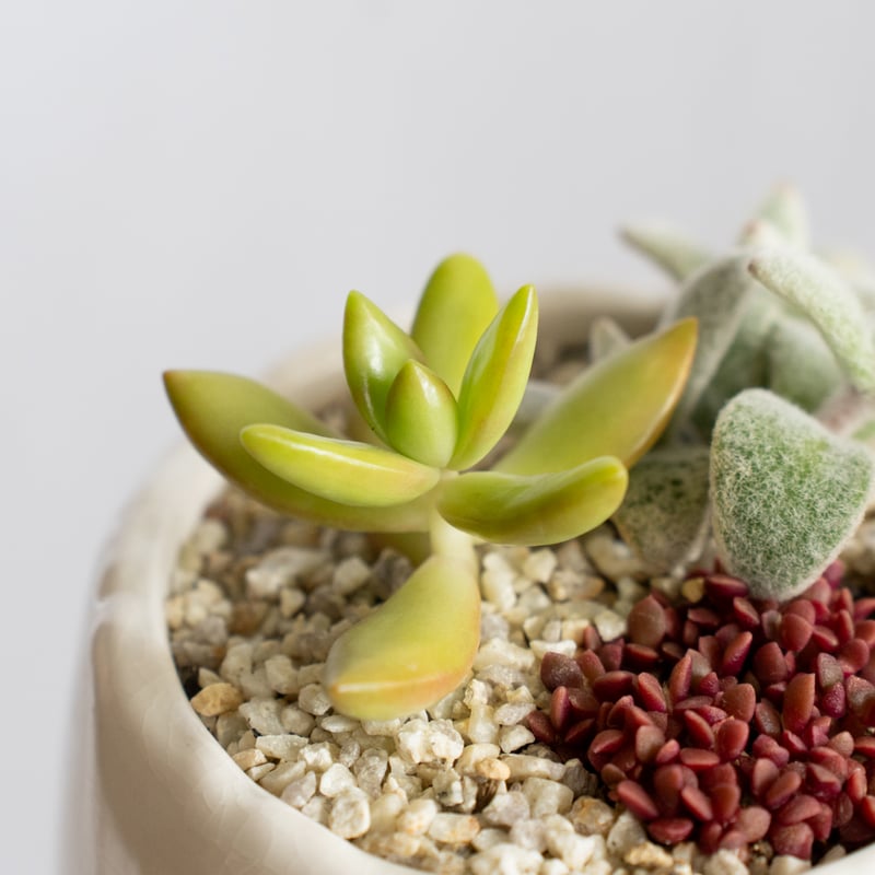 多肉植物 寄せ植え 鉢セット インテリア 多肉植物 観葉植物 珍奇植物