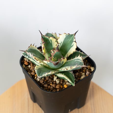 アガベ姫厳竜 | STORES