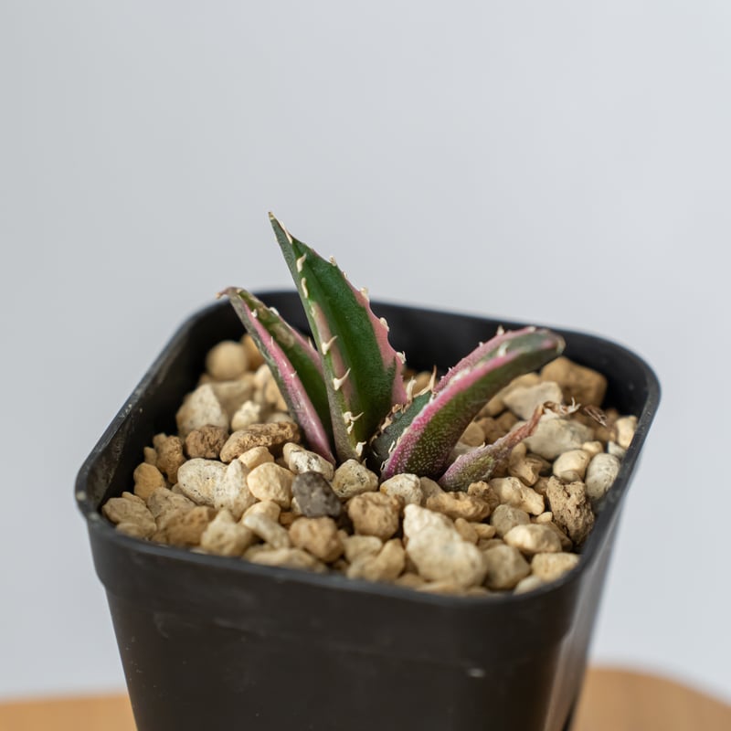 アガベ チタノタ 白鯨 白鯨錦 白覆輪 Agave titanota White Whale