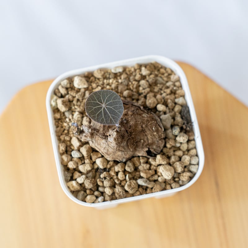 ステファニアカーウィーサキー Stephania Kaweesakii .sp Nova 塊