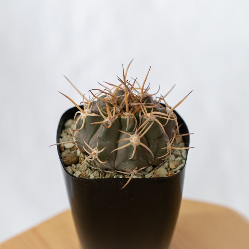 ギムノカリキウム 奇話魔天竜 (魔天竜×フェロシオール) 実生