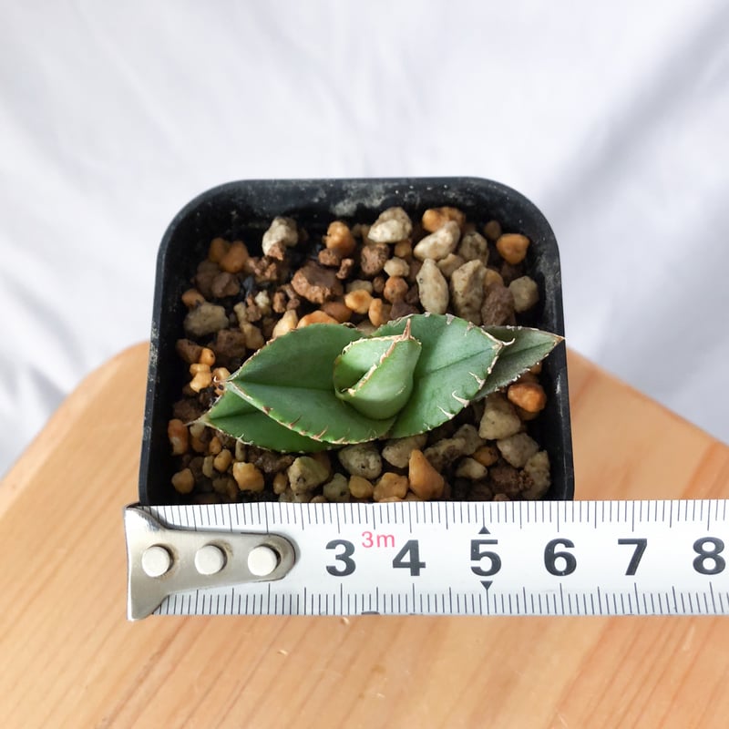 アガベ チタノタ 氷雹【発根管理中】TC株 Agave titanota HYO ブツブツ