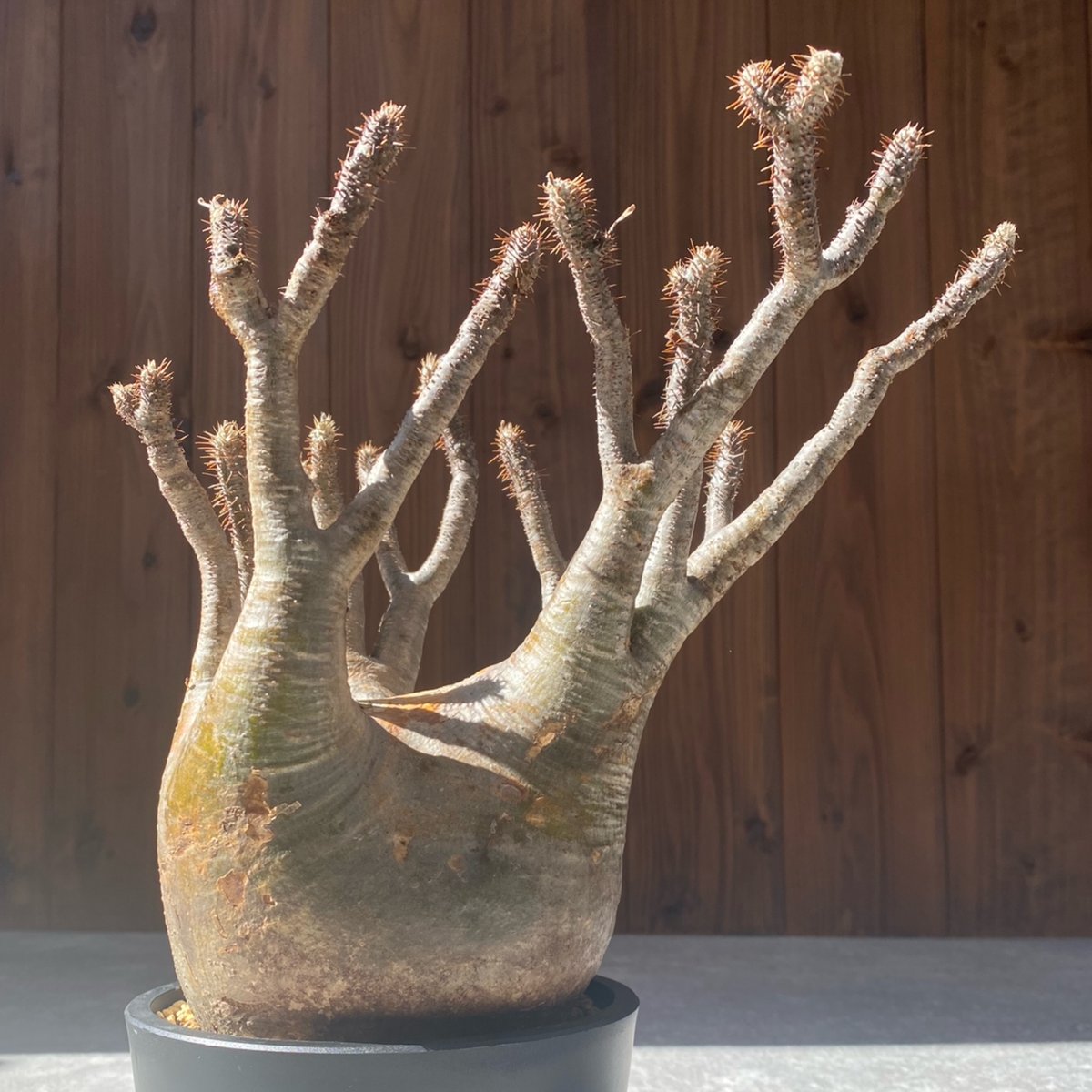 パキポディウム グラキリス No.26-114 | misomaru_base