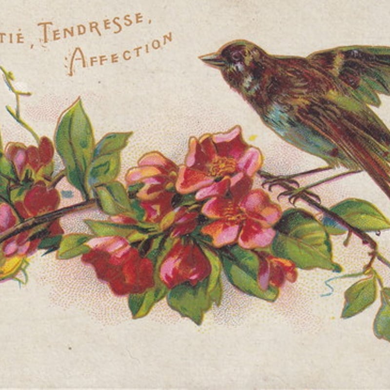 フランス アンティークポストカード 花と鳥と [s063] | shanachie