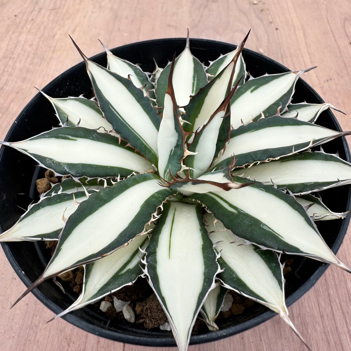 アガベ ホリダ錦 白中斑 Agave horrida varieg. | HOIKAWA CA