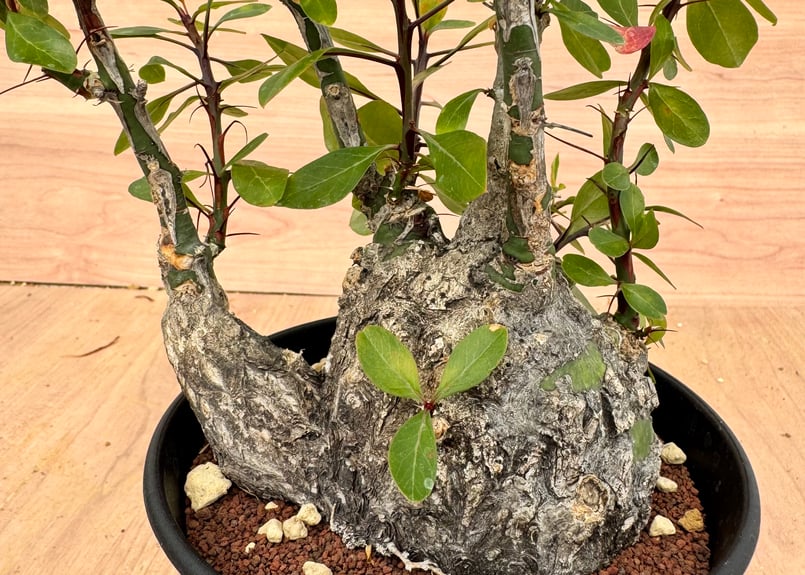 フォークイエリア・ファシクラータ（＃）Fouquieria fasciculata | HOI