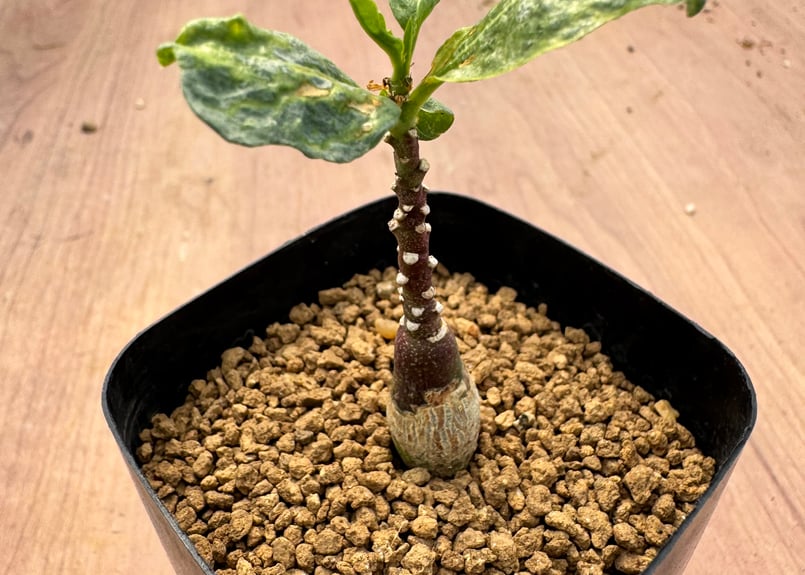 アデニア・ペチュエリー 実生 Adenia pechuelii | HOIKAWA CACTU