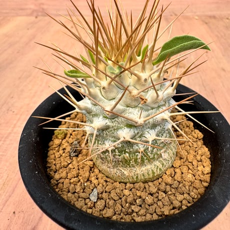 pachypodiumnamaquanu | STORES