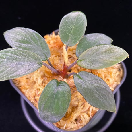 ホマロメナ | STORES