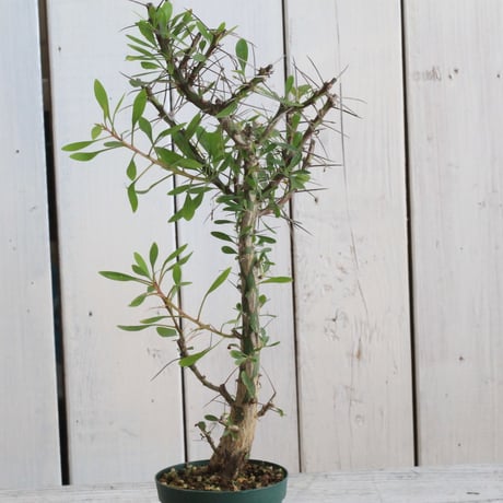 プルプシー | STORES