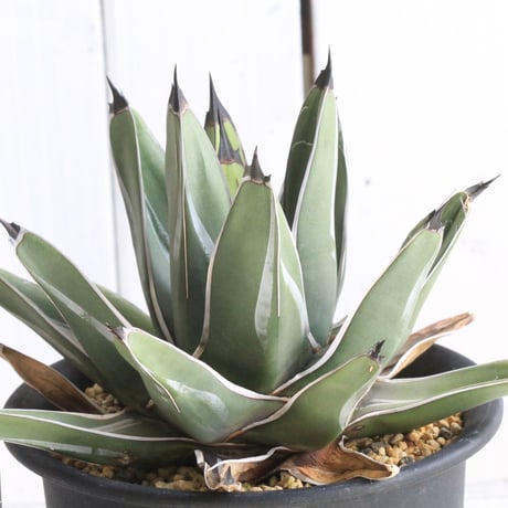 アガベ笹吹雪 | STORES