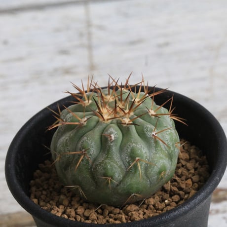 コピアポア弧竜丸 | STORES