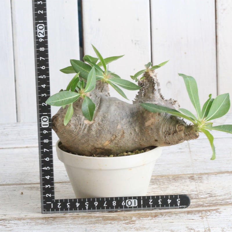 パキポディウム マカイエンセ 現地球 | botanical.shop