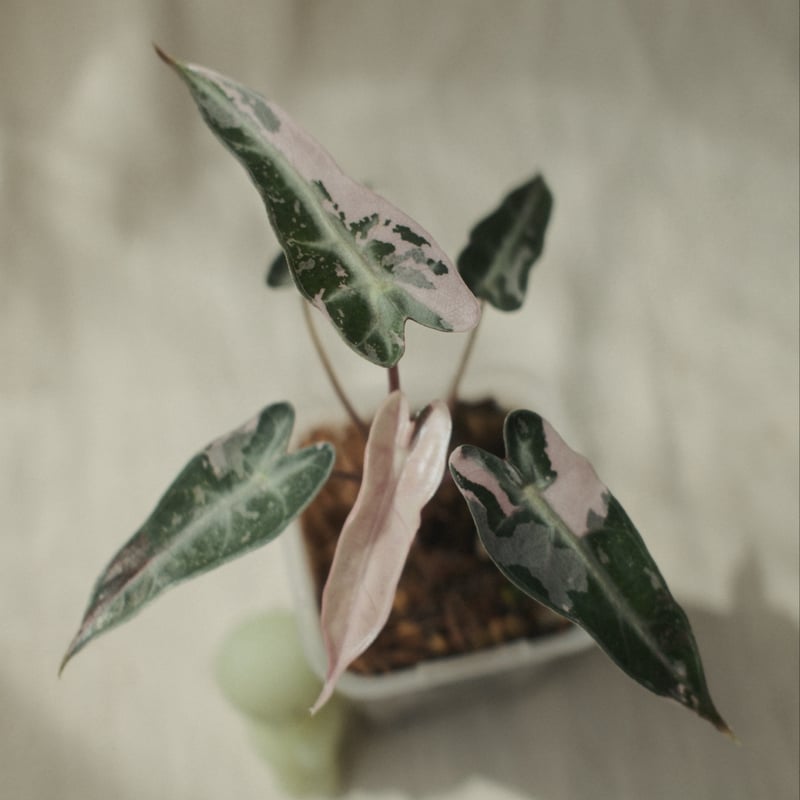 Alocasia 'Bambino Pink'（アロカシア・バンビーノ ピンク） | Nyoq
