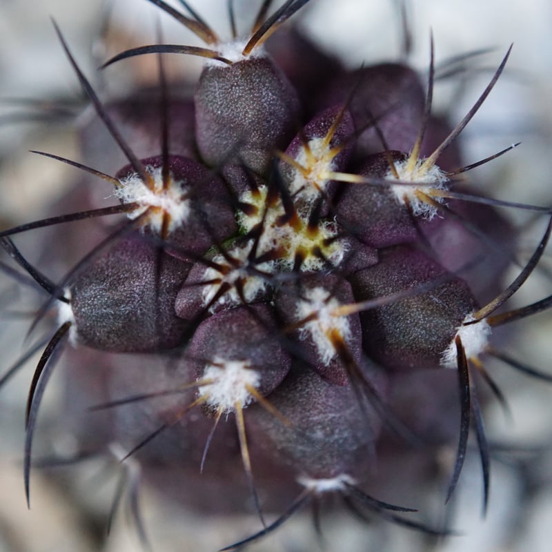 コピアポア グリセオビオラセア 栗星玉 Copiapoa griseoviolacea | C