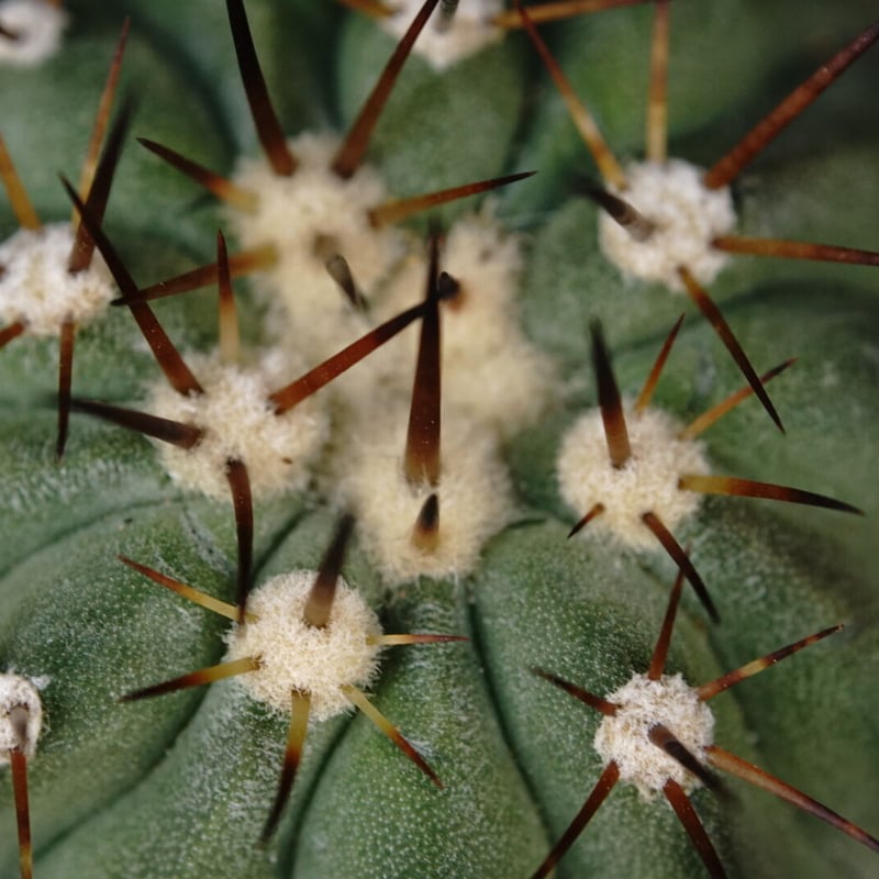 コピアポア シネレア コルムナアルバ 孤竜丸 Copiapoa cinerea var. co