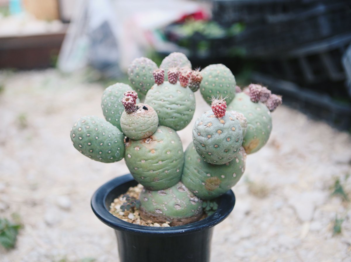 テフロカクタス ゲオメトリクス 大イボ | NATPARK-STORE