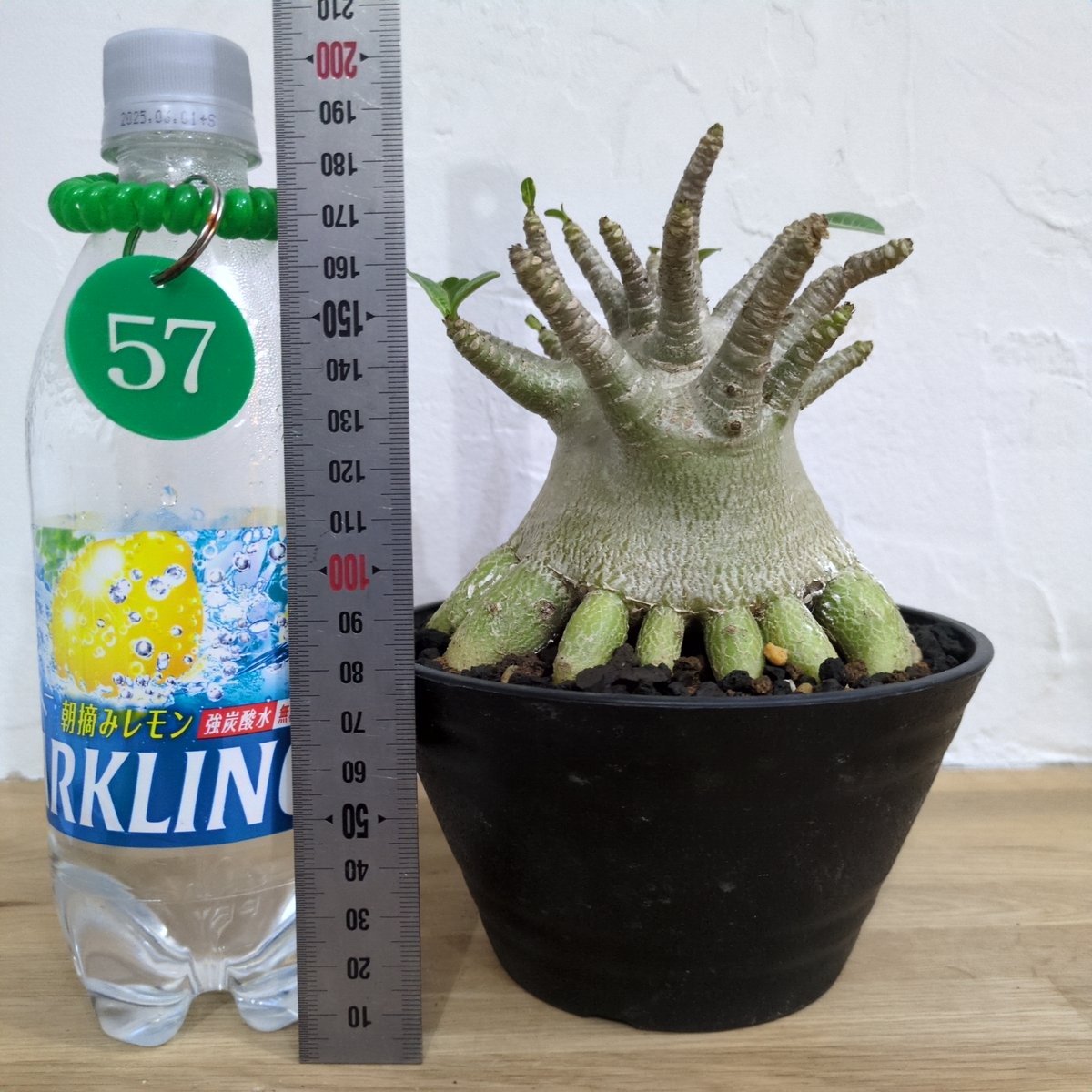 g57 アデニウム ドワーフ タコ足 根上り 大型 塊根植物 コーデックス