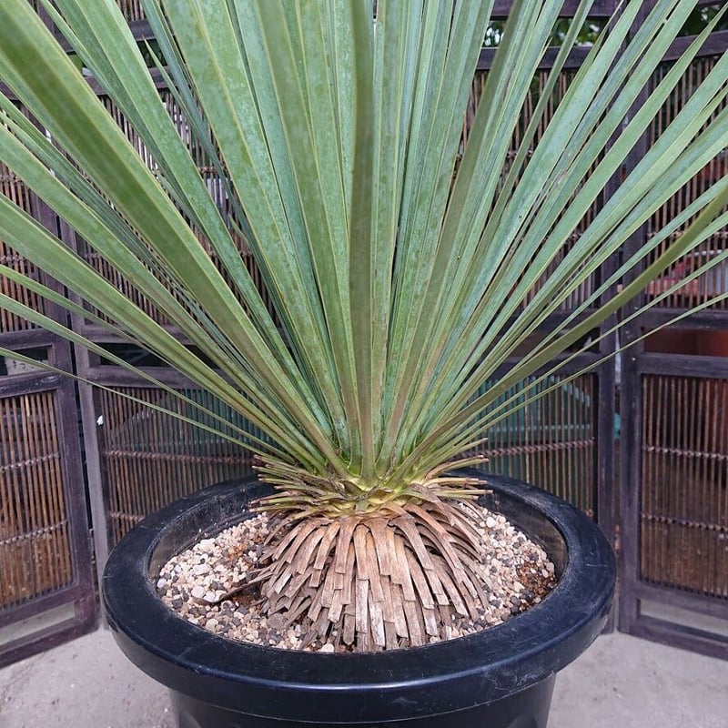 ユッカ ロストラータ yucca rostrata 希少種 【送料無料】 | My-Favth
