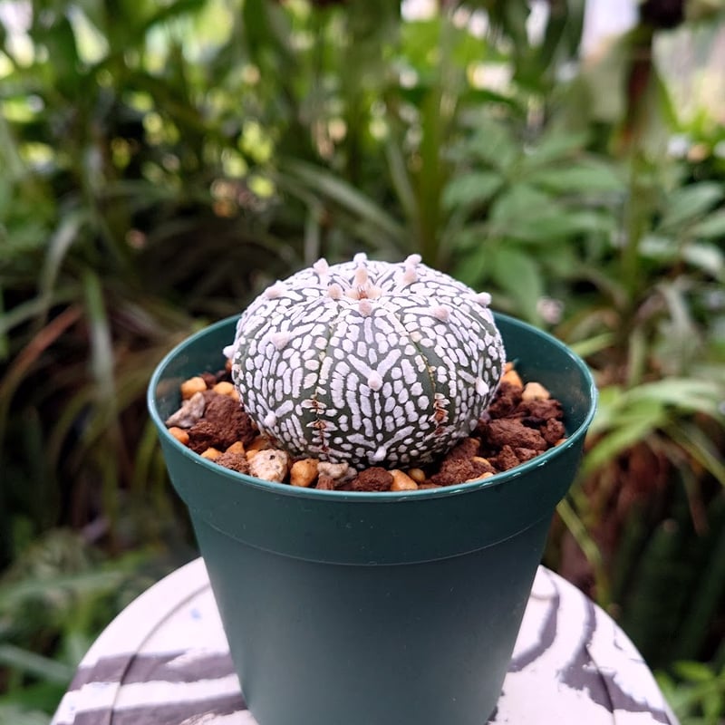 アストロフィツム スーパー兜 Vタイプ 1 Astrophytum asterias cv '