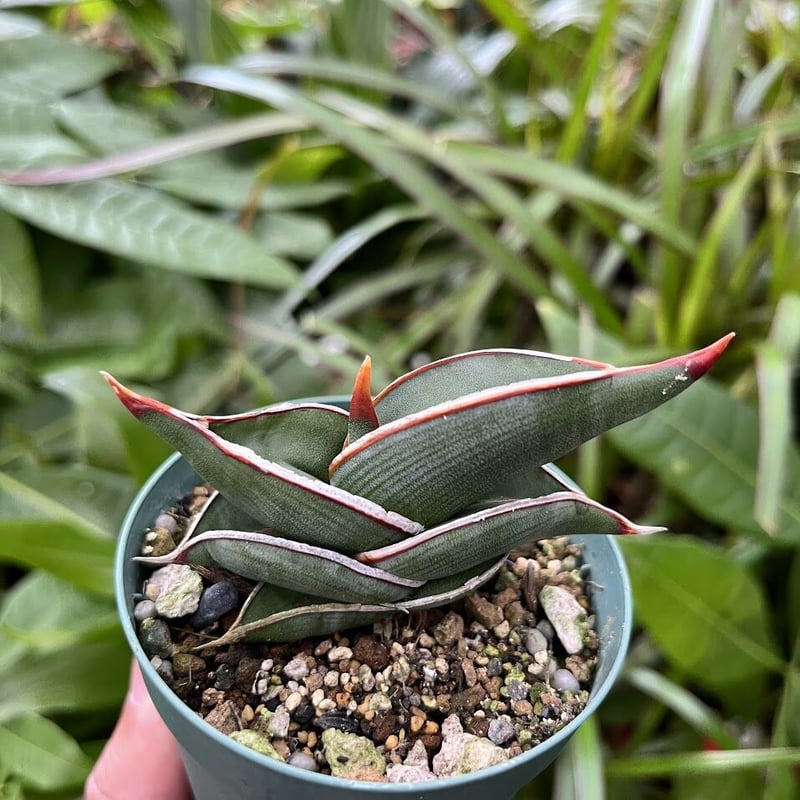Sansevieria rorida サンスベリア ロリダ R11 | My-Favthings