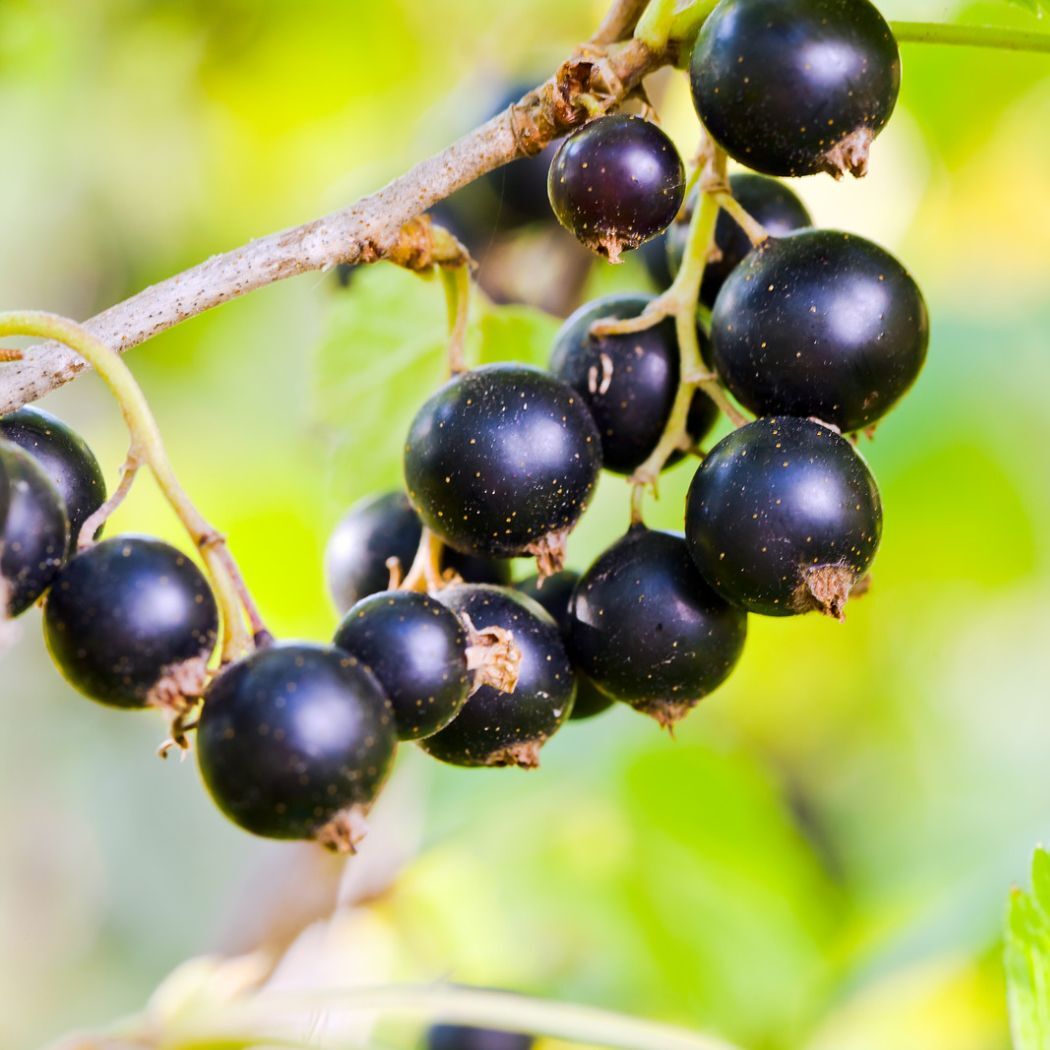 S07 カシス｜シングルジェモ | Natural ReVita 🌱 植物幹細胞療法 Gemm