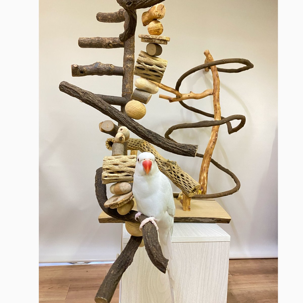 ココア牛乳インコバードアスレチックツリージム楽園シリーズ④ ココア